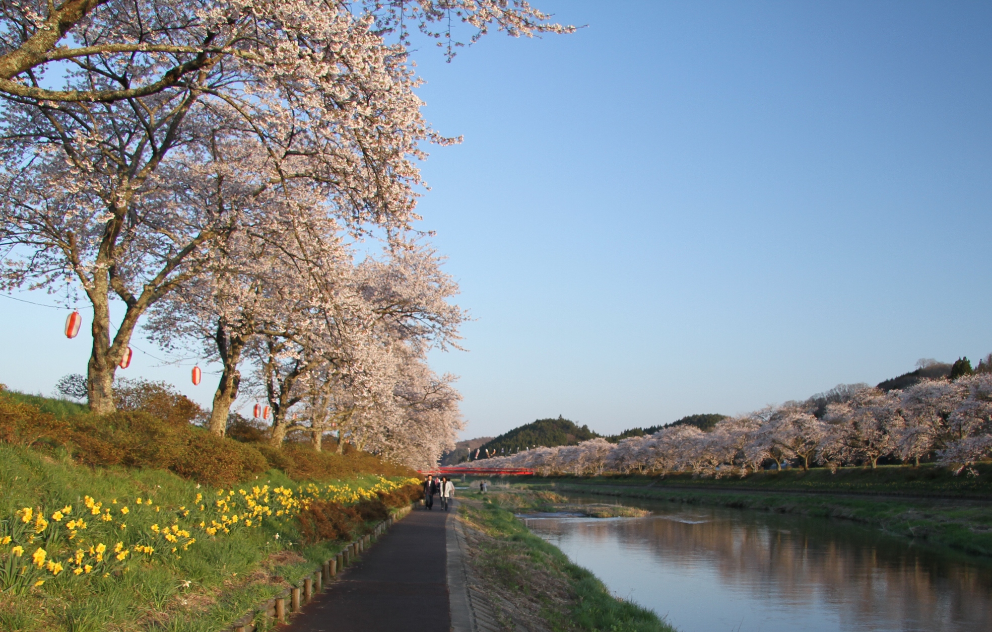 夏井千本桜