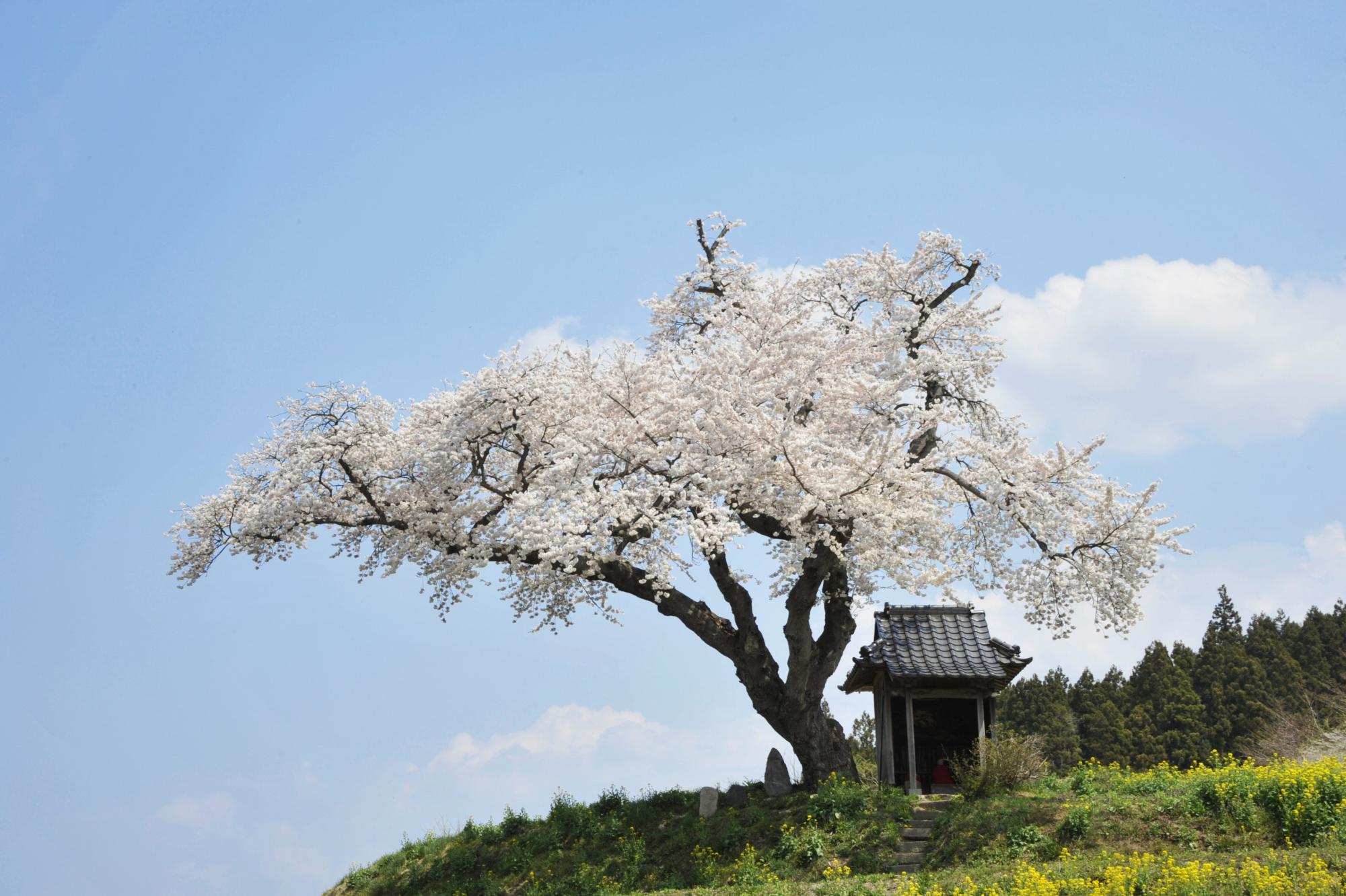 小沢の桜