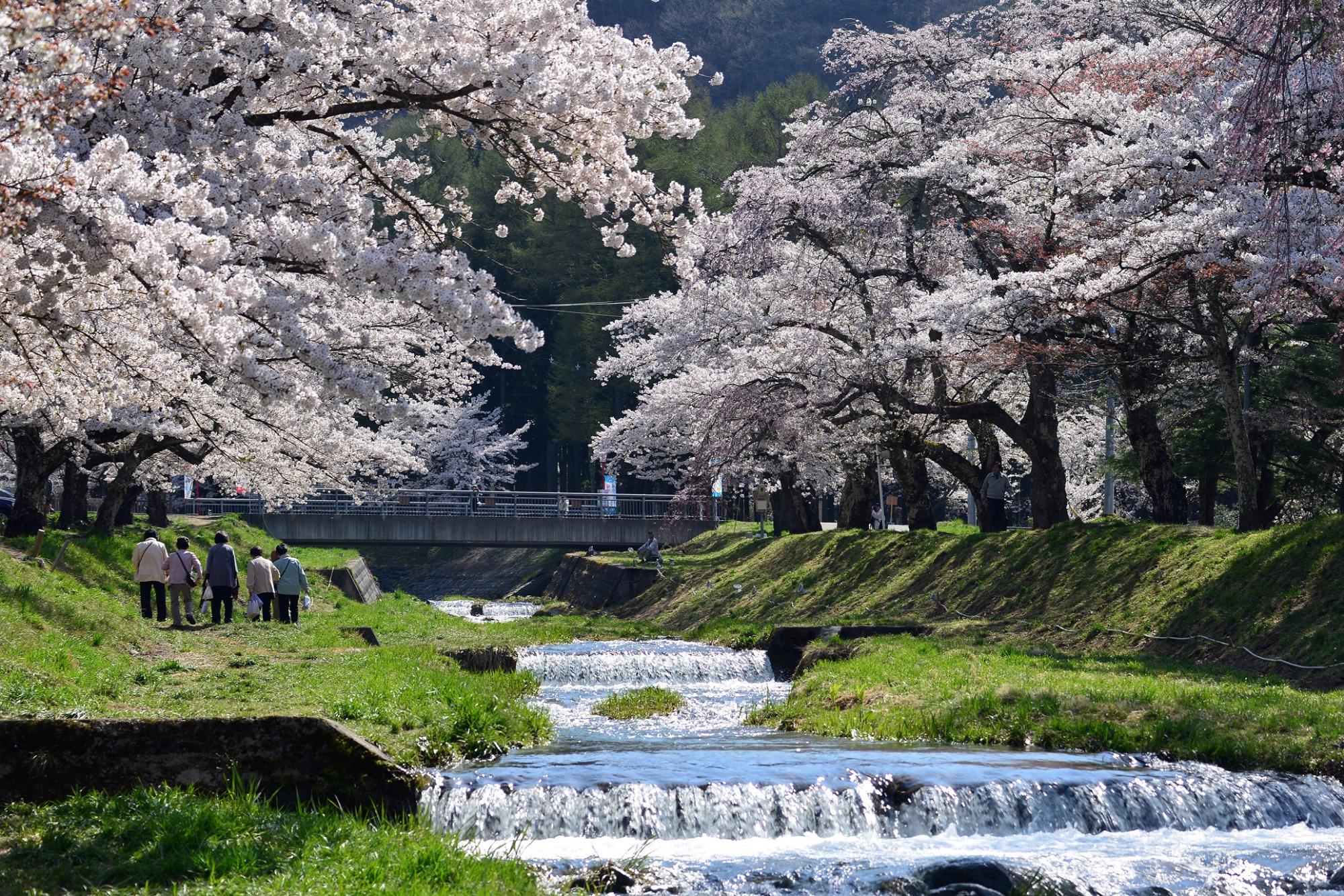 観音寺川の桜