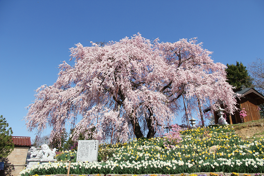 金比羅桜