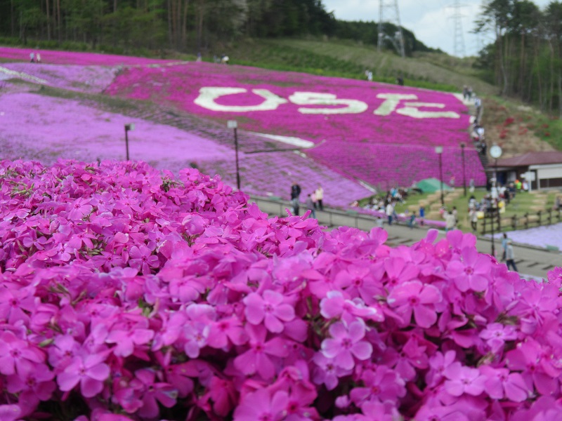 ジュピアランドの芝桜