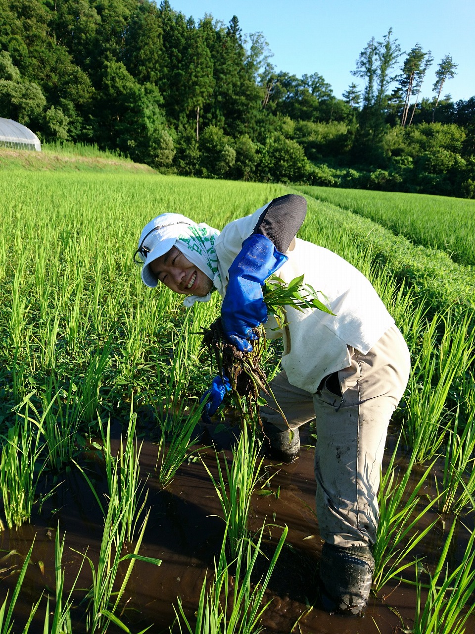 ​県内農家の田んぼでお手伝いの画像