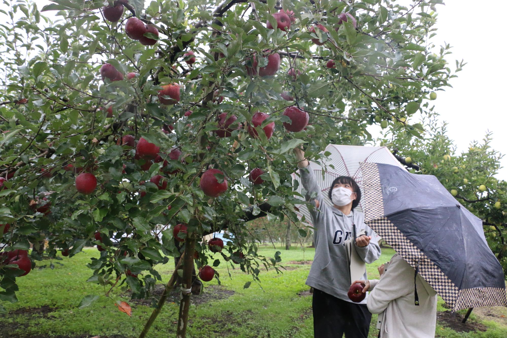 ​りんごの収穫体験（須賀川市）の画像