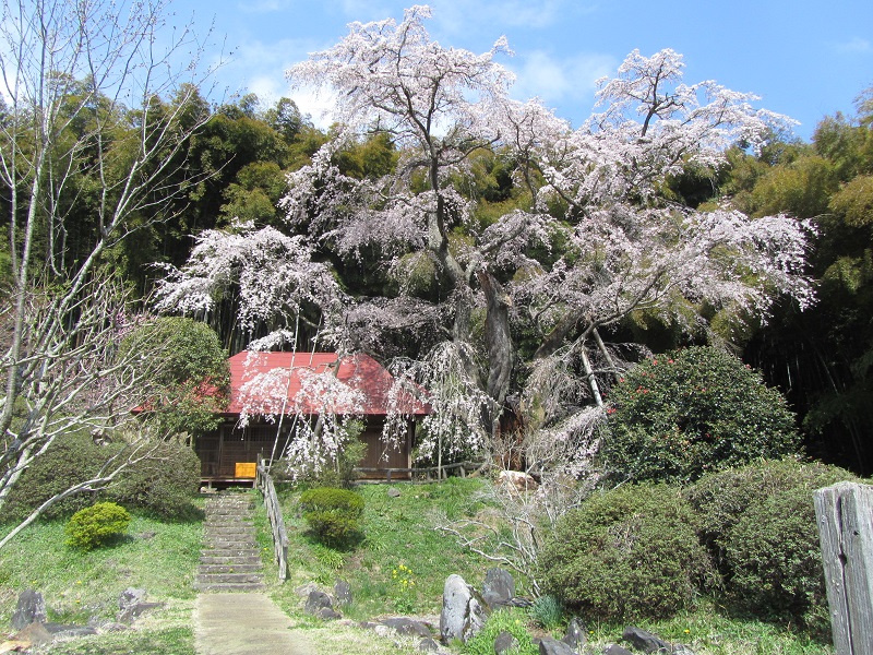 雪村桜全景