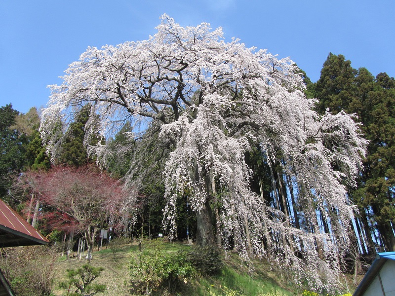 内出の桜全景