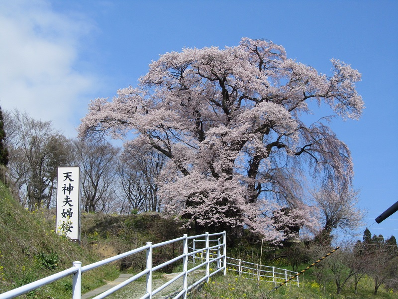 天神夫婦桜全景