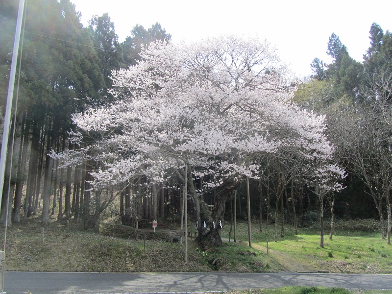 山王桜全景