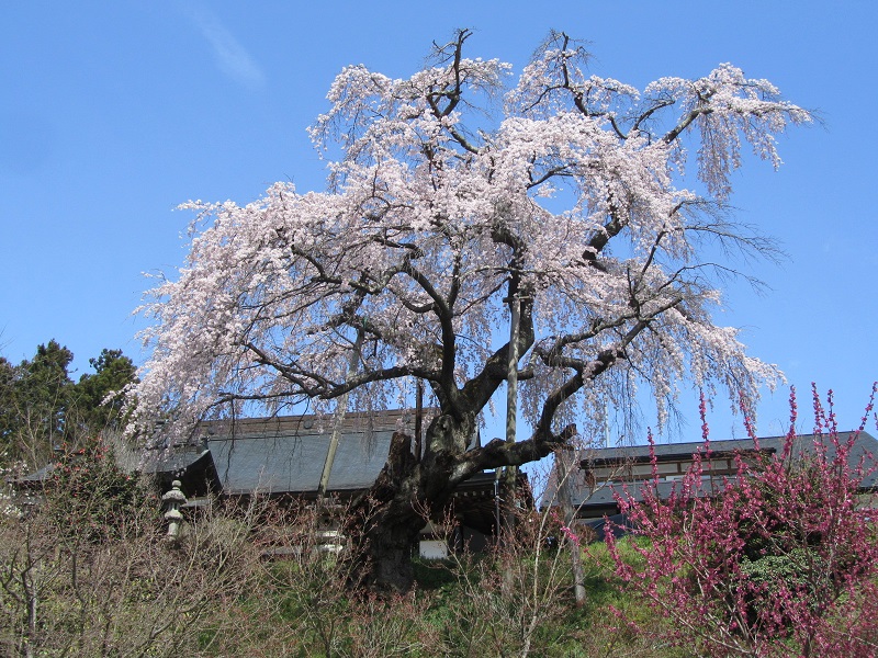 建福寺の桜全景