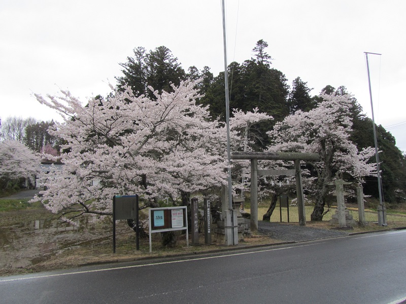 鹿島大神宮の桜全景