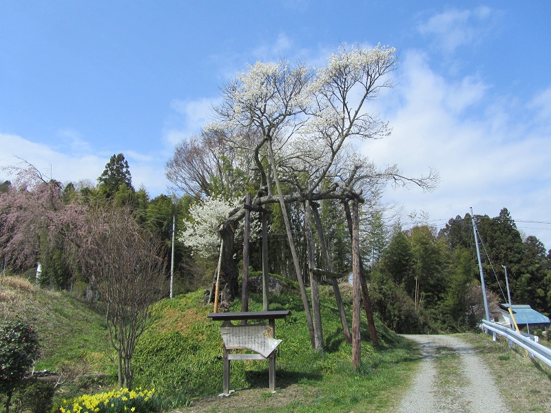 根木屋のシロザクラ全景