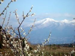 雪化粧の安達太良山と梅の花の写真