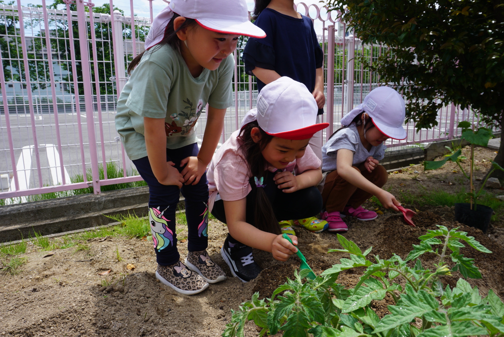 夏野菜の苗植え2