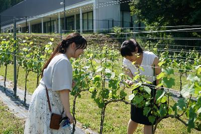 地域おこし協力隊としてふくしま逢瀬ワイナリーで活動している様子