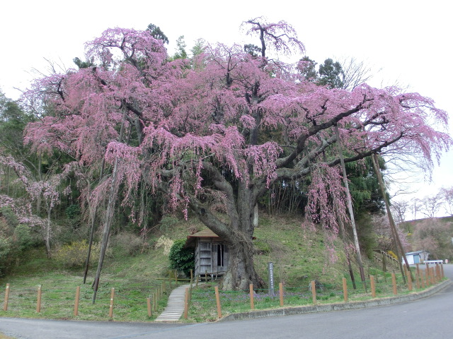 紅枝垂地蔵ザクラ＜郡山市指定天然記念物＞の画像