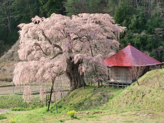 不動桜＜郡山市指定天然記念物＞の画像