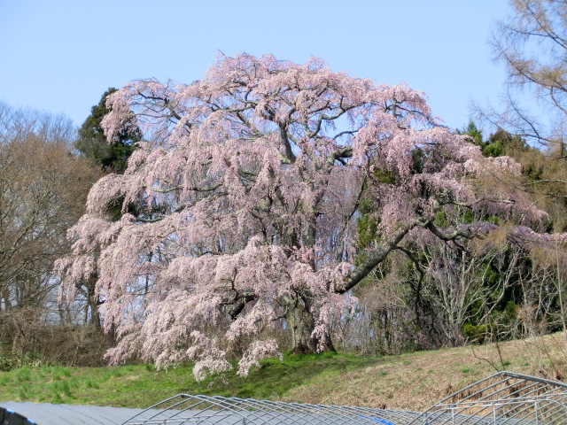 五斗蒔田桜の画像