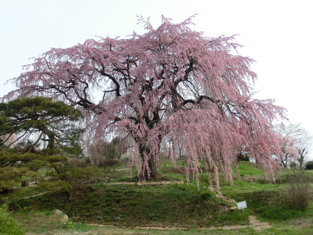 中井田の桜の画像