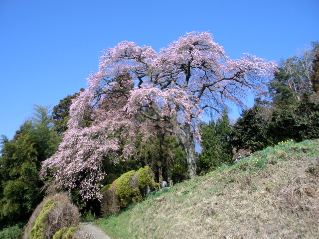 町入口の桜の画像
