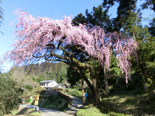 台の桜の画像