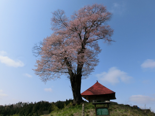 十一面観音桜の画像
