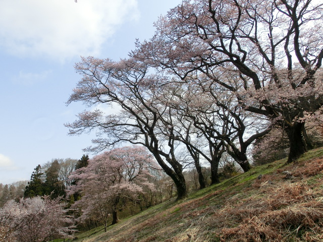 龍ケ岳公園の桜とこぶしの画像