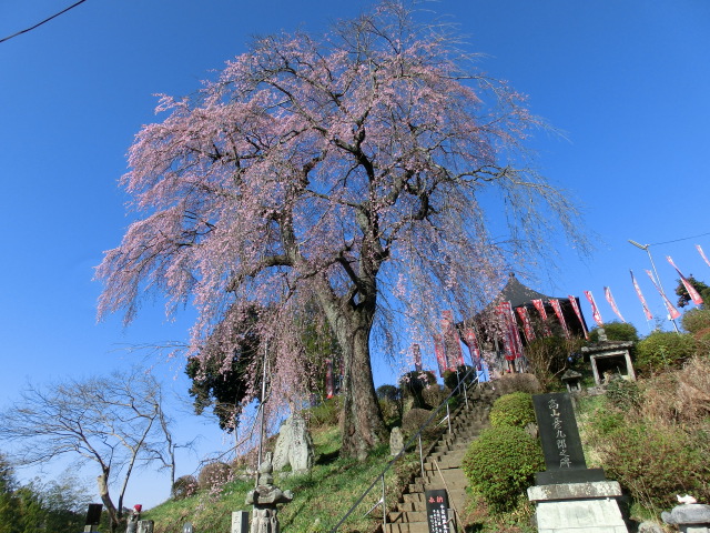 龍光寺の桜の画像
