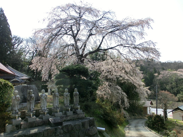 曹源寺の桜の画像