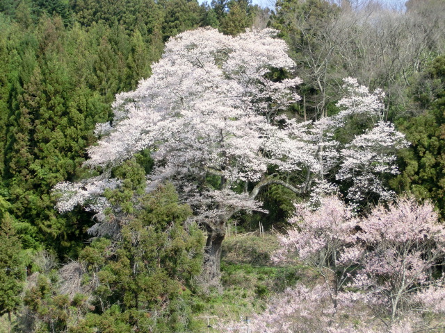 嘉門桜の画像