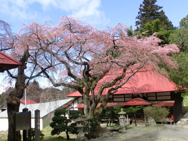 水月観音堂桜の画像