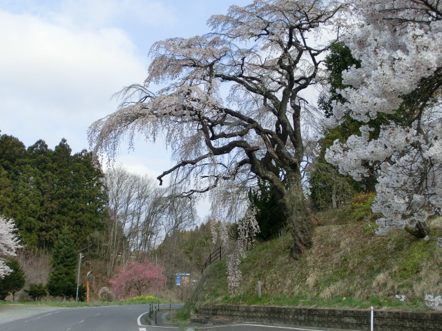 伊勢桜の画像
