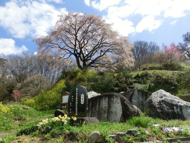 表の桜の画像