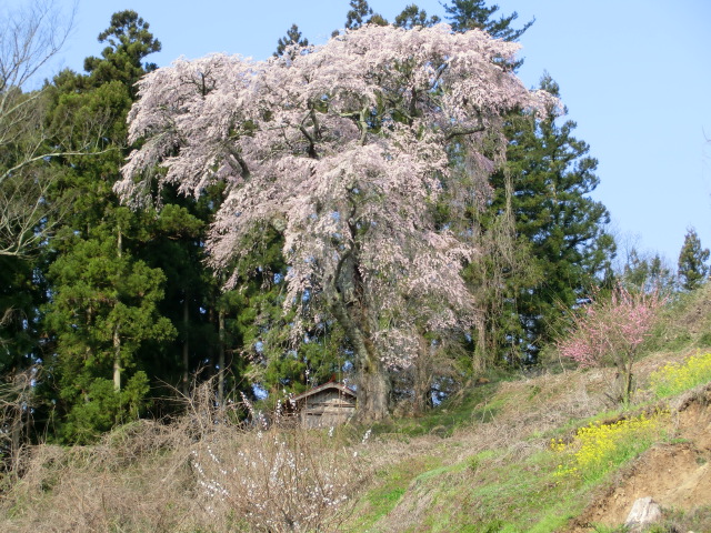 天王桜の画像