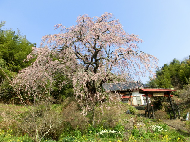 瑞雲寺の桜の画像