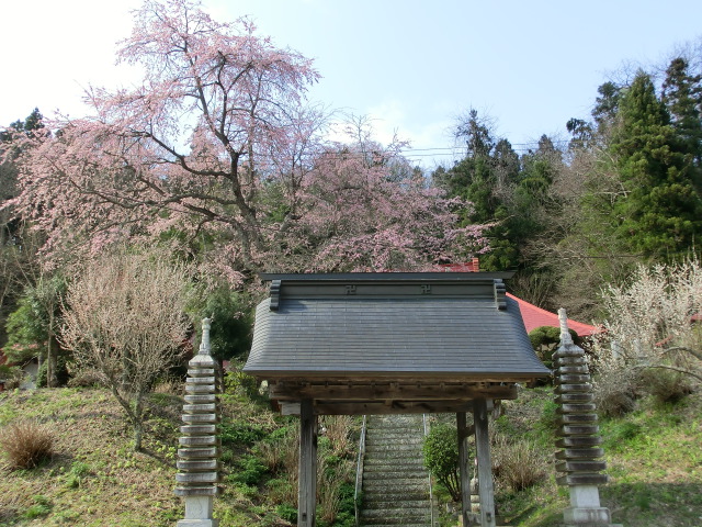 宝蔵寺の桜の画像