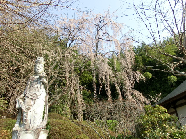 延命寺の桜の画像