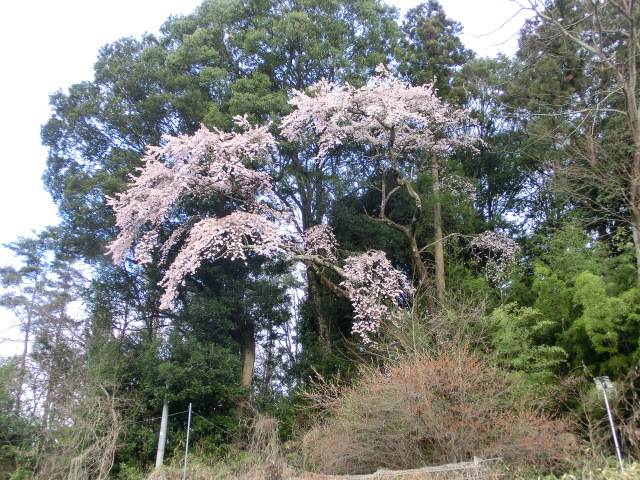 明神の桜の画像