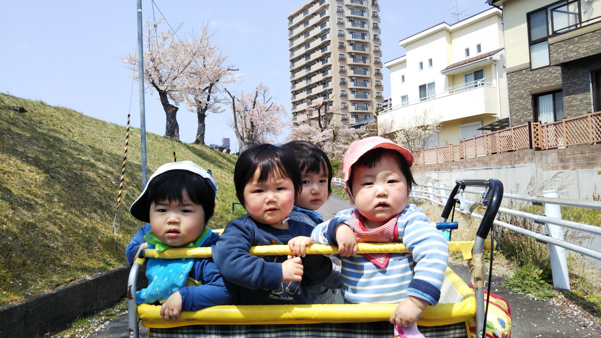 ひよこ組お花見の画像1