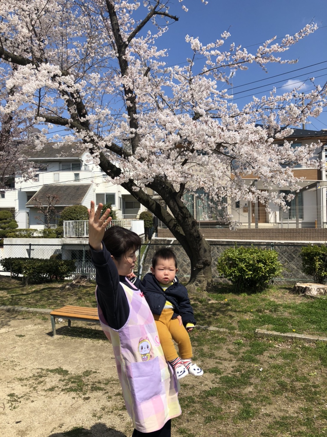 ひよこ組お花見の画像2