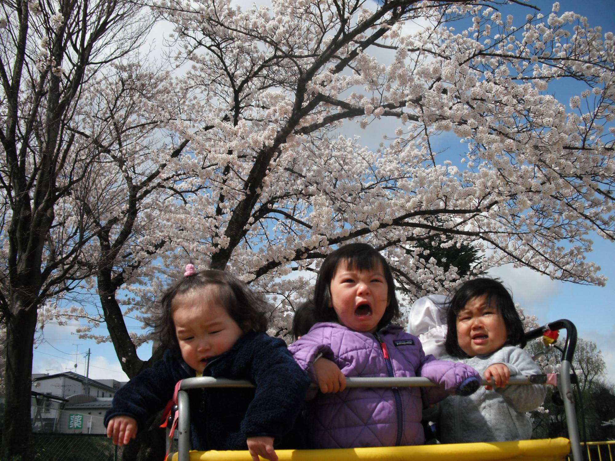 りす組花見の画像3