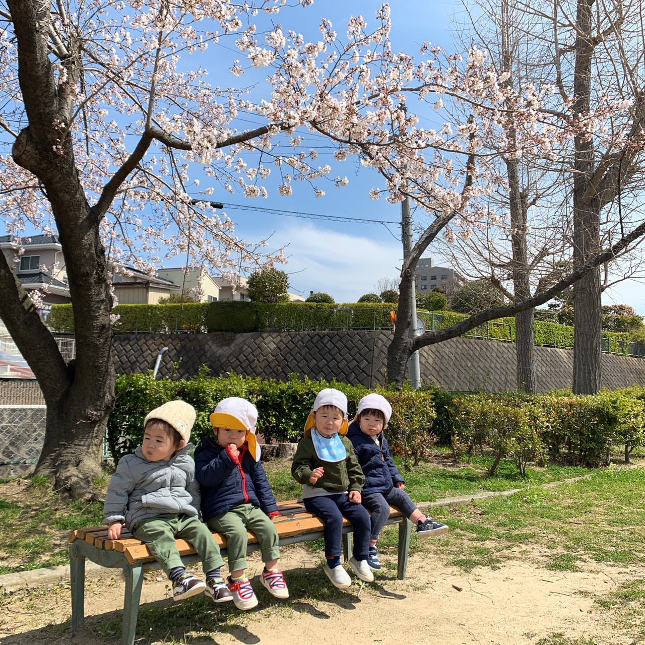 うさぎ組花見の画像2