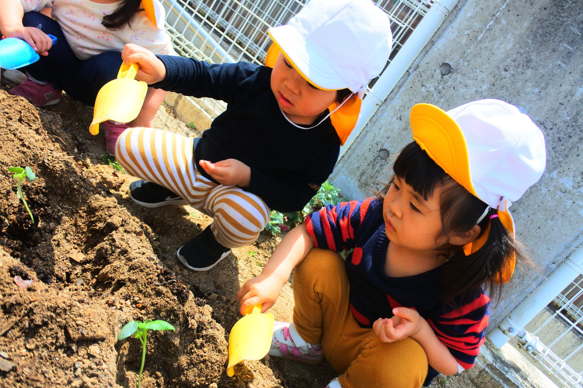 さくら組苗植えの画像1