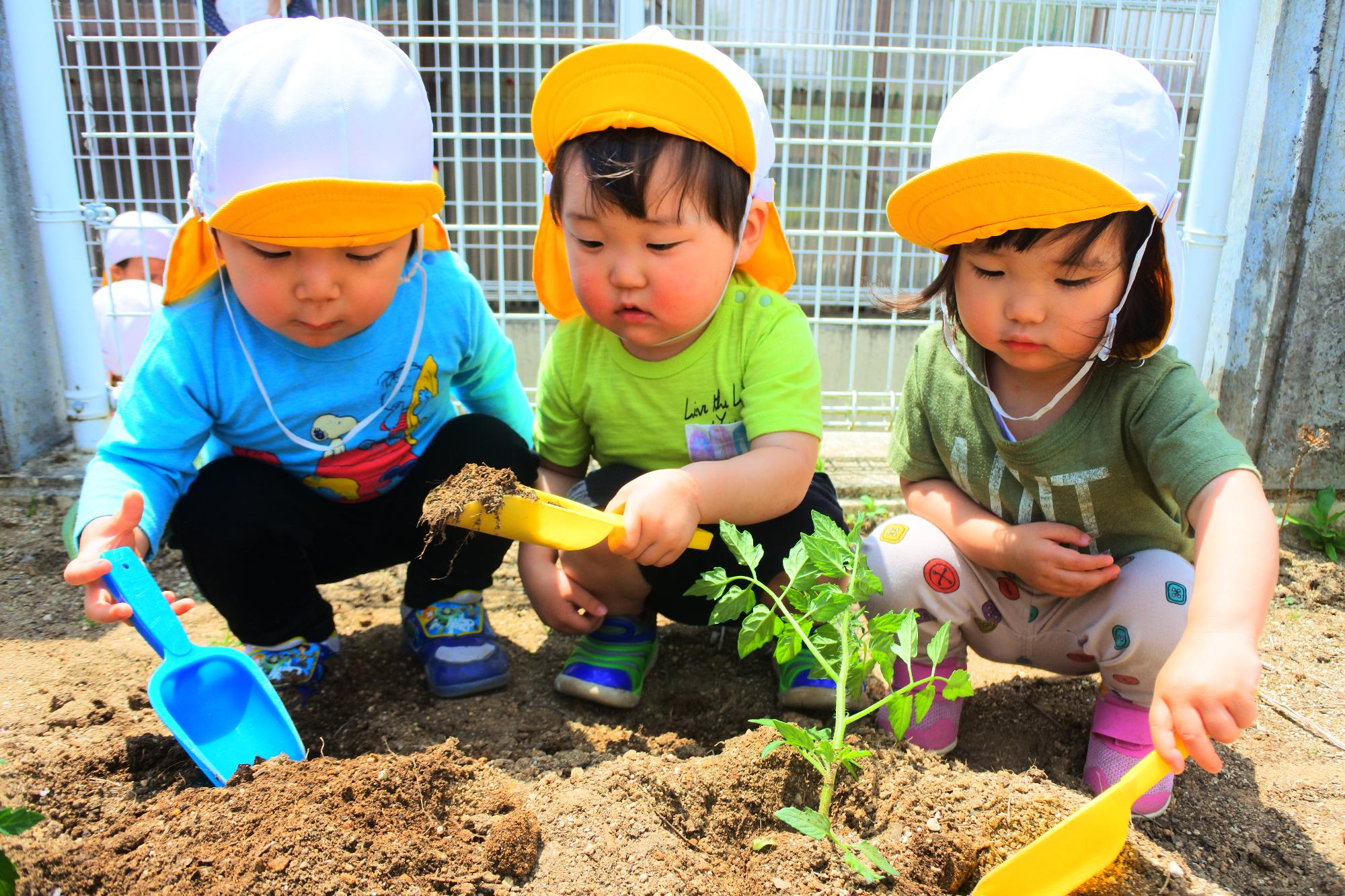 さくら組苗植えの画像2