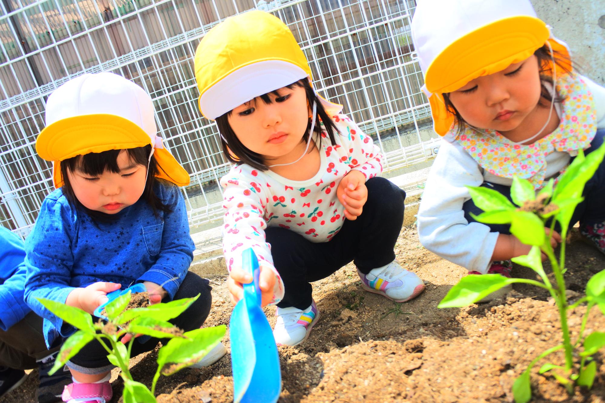 さくら組苗植えの画像3