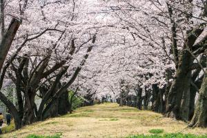 開成山の桜