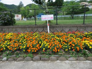 マリーゴールドの花壇