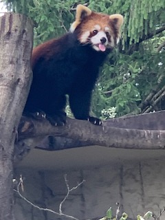 レッサーパンダ