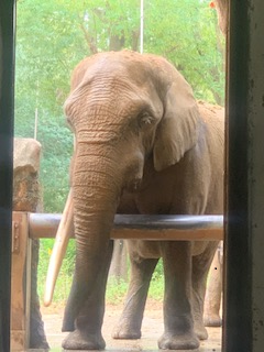 アフリカゾウ