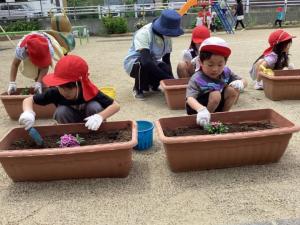プランターにお花の苗を植えました