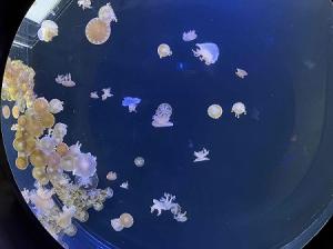 クラゲ