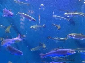 魚